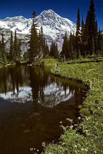 Mirror Lake and Mount Rainier At 14,410' above sea level, Mount Rainier dominates the landscape of the Puget Sound region. Mount Rainier is the highest point in Washington State and is also the most glaciated mountain in the continental United States. This picture of Mount Rainier reflected in Mirror Lake was taken from Indian Henry's Hunting Ground in Mount Rainier National Park, Washington State, USA. jeff goulden mount rainier national park stock pictures, royalty-free photos & images