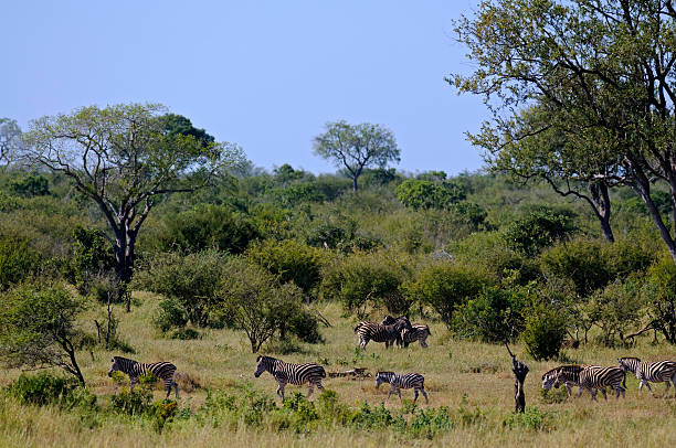 Zebras stock photo