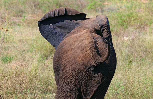 Elephant in South Africa stock photo