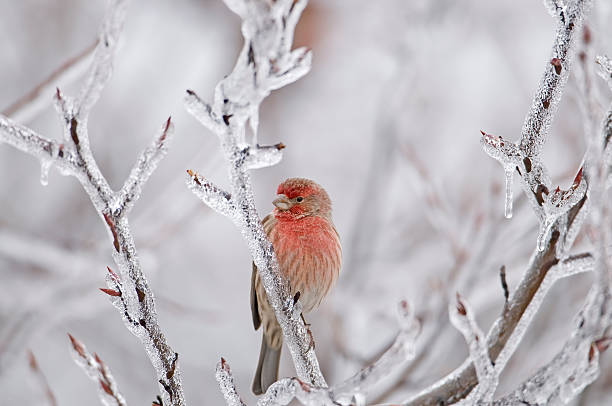 istock Cool House FInch 97624139