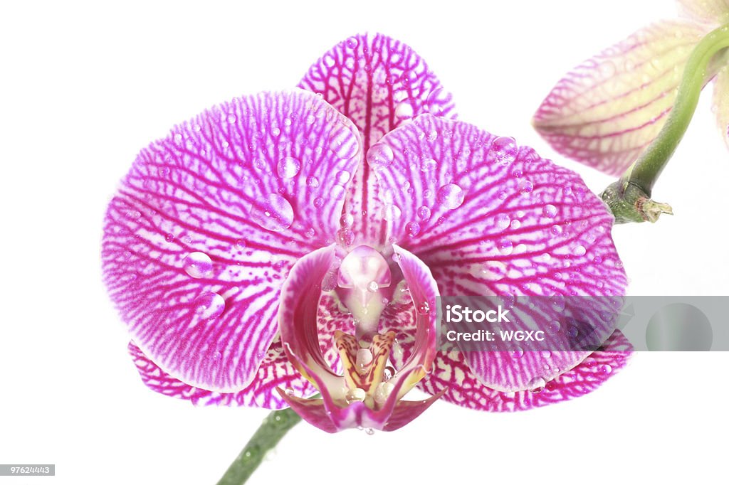 orchidée - Photo de Eau libre de droits