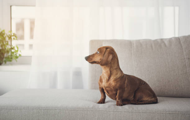 ソファの上はかなり茶色の小さな犬 - dog dachshund small puppy ストックフォトと画像