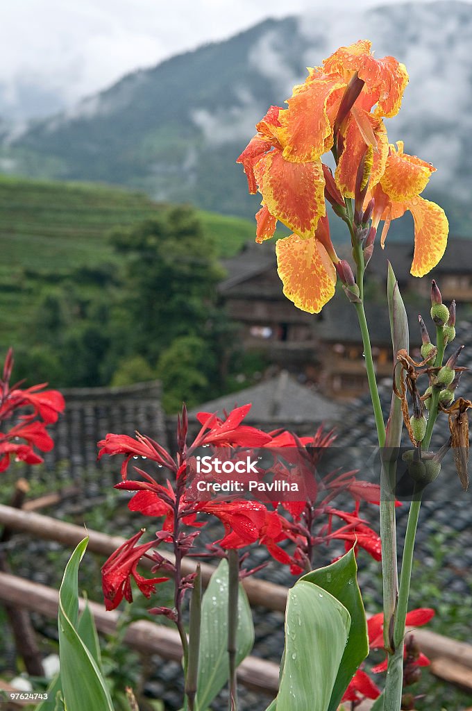 Красивые цветы в китайский Vilage - Стоковые фото Азия роялти-фри
