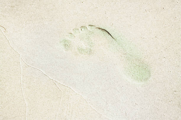 istock Human footprint on the white sand beach. 976254370