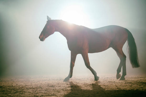 istock Horse in the fog 976269502