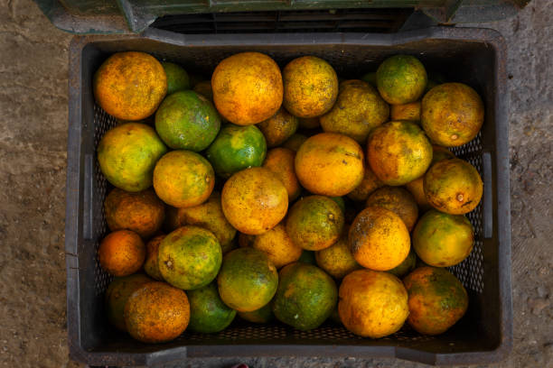 Fresh Picked Oranges at a Produce Stand in Cuba