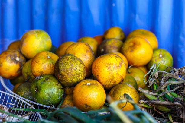 Fresh Picked Oranges at a Produce Stand in Cuba