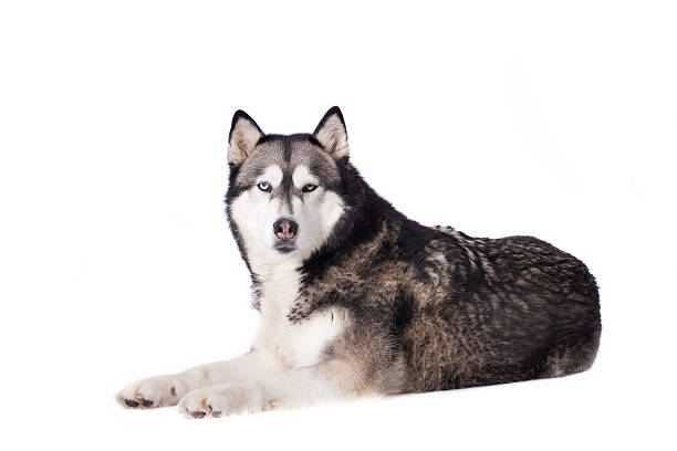 istock Crossbreed dog between husky and malamut looking at you 97628056
