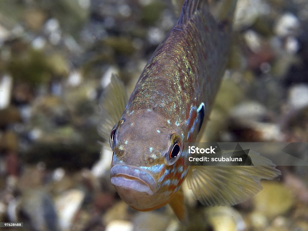 freshwater fish (sun berch - Lizenzfrei Barsch Stock-Foto