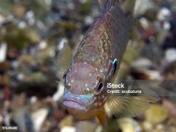Freshwater Fish Sun Berch Stockfoto und mehr Bilder von Barsch - Barsch, Bildhintergrund, Brustflosse