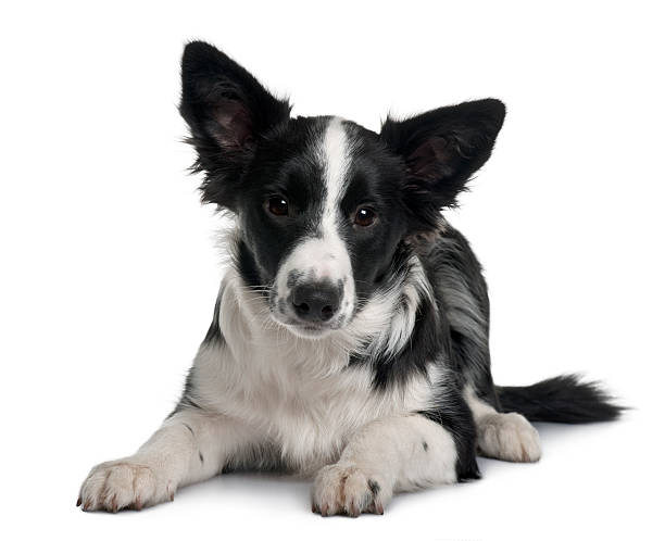 istock Front view of Border collie, puppy, lying down 97628890