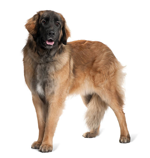 istock Side view of Leonberger dog standing and panting 97628909