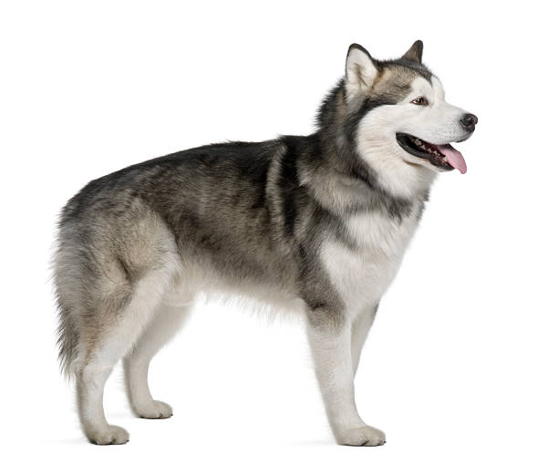 istock Side view of Alaskan malamute standing and panting 97628910