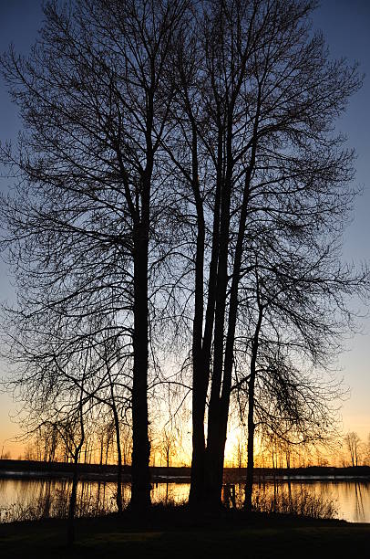 istock Nature scene in the park 97629149