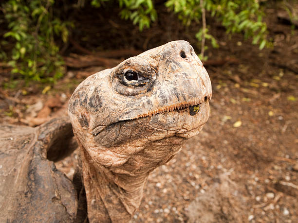 istock Galapagos Tortoise on Isabel Island 97629231