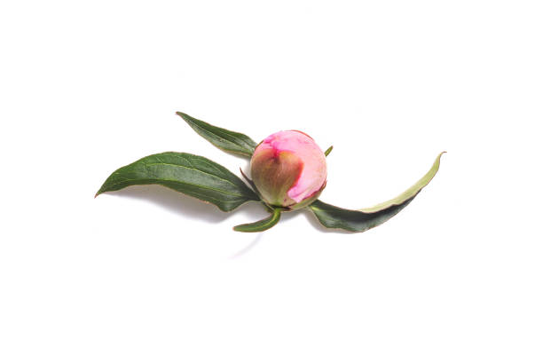 Blooming & budded Pink Peony flowers in a Vintage Crystal glass vase on a white table in West Palm Beach, FL.