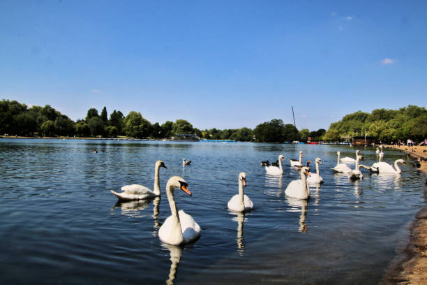 istock A picture of a Mute Swans at Hyde Park 976293620