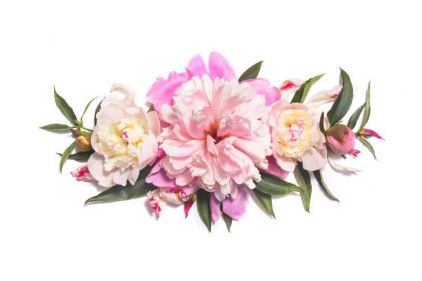 istock Pink peony flowers on white background 976293980