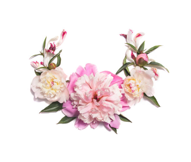 istock Pink peony flowers on white background 976294056