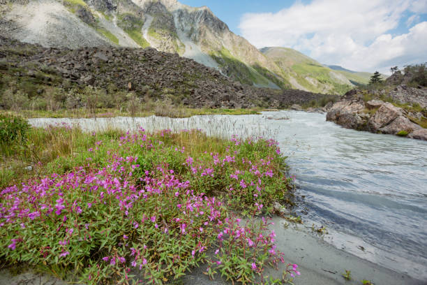 istock Akkem river. Altai mountain. Russia 976298108