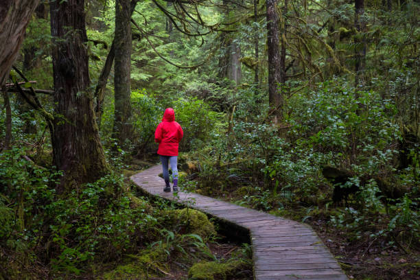 Tofino, BC Girl wearing a bright red jacket is walking the the beautiful woods during a vibrant winter morning. Taken in Ucluelet, Vancouver Island, BC, Canada. vancouver island photos stock pictures, royalty-free photos & images