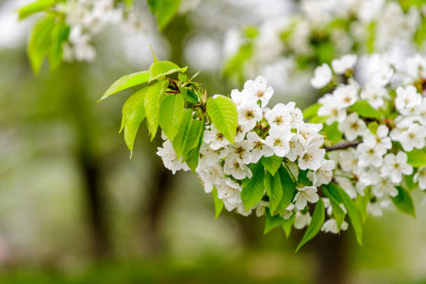 istock Beautiful cherry blossom (Cerasus avium) in spring time in nature. close up 976307318
