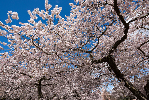 Full frame of blooming white and pink cherry sakura trees blossoms.
