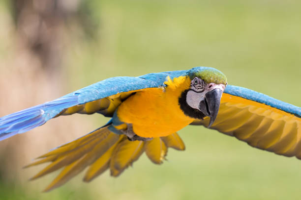 istock Beautiful blue and gold Macaw parrot bird flying 976315870