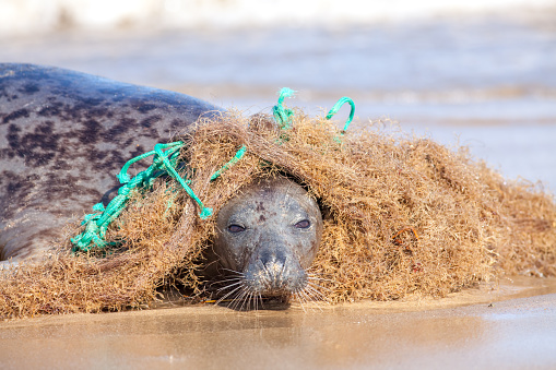 Contaminación marina plástico. Sello de atrapados en la red de pesca de nylon enredados photo