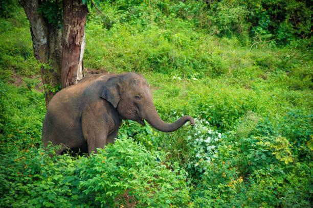 Baby Elephant Enjoying the nature
