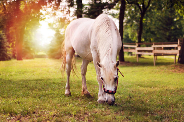 istock Beautiful white horse in the summer field 976330378