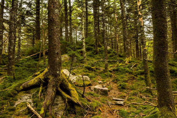 istock Appalachian Trail in Virginia 976337504