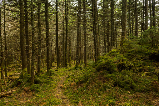Appalachian Trail in the Spruce-fir forest on Whitetop mountain in Virginia.
