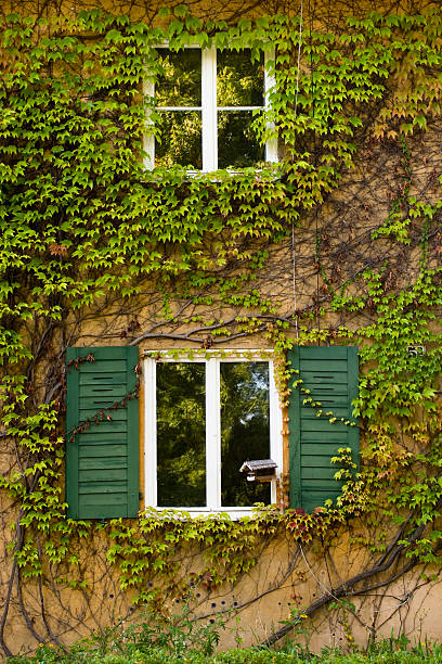 House, covered with Virginia creeper stock photo