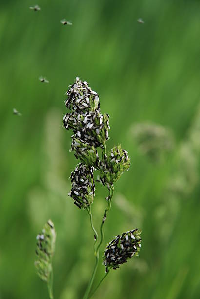 istock Invasion of insects 97634191