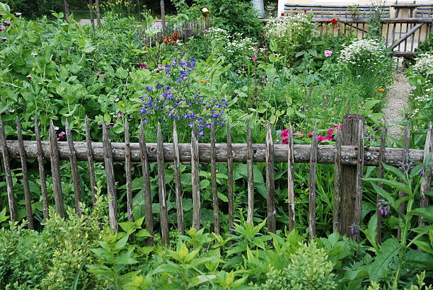 istock Biological cottage garden 97634208
