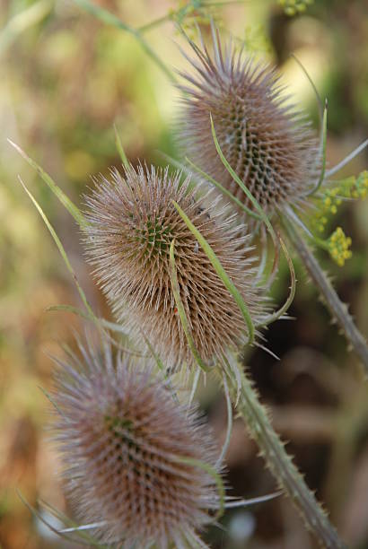 色褪せ加工 thistles - küchenkräuter ストックフォトと画像