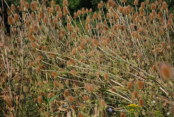 meadow de thistles - küchenkräuter photos et images de collection