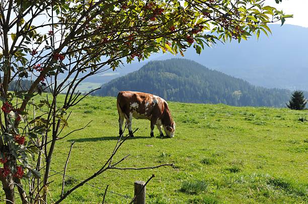 Cow on grazing land stock photo