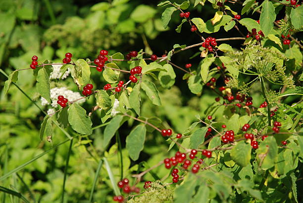 Red berries stock photo