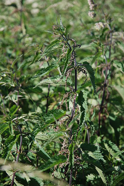 Stinging nettle stock photo