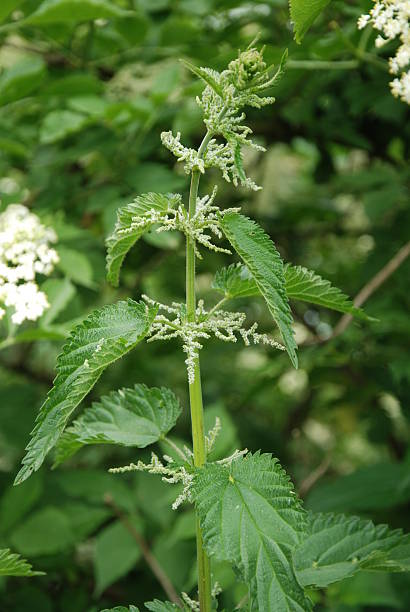 Stinging nettle stock photo