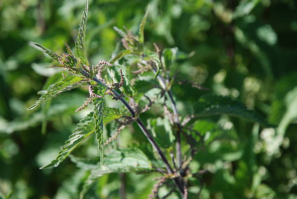 Stinging nettle stock photo