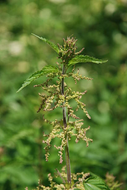 Stinging nettle stock photo