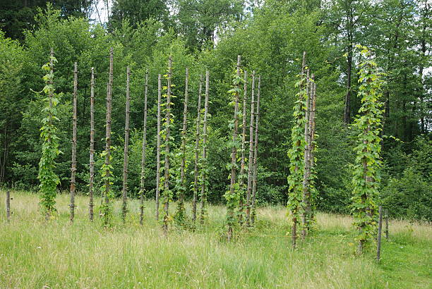 Hop, genera Humulus stock photo