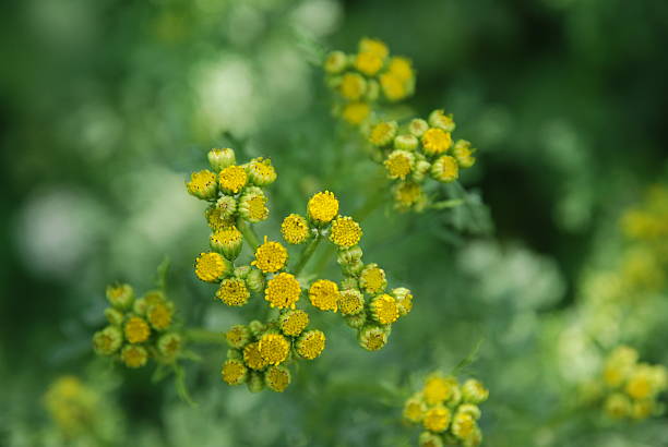 Hayfield Flowers in Bavaria Old Germany part 629 stock photo