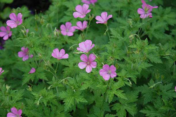 Medical Plants - Part 006 stock photo