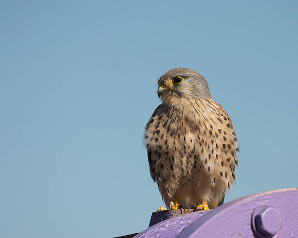 sokół - kestrel hawk beak falcon zdjęcia i obrazy z banku zdjęć