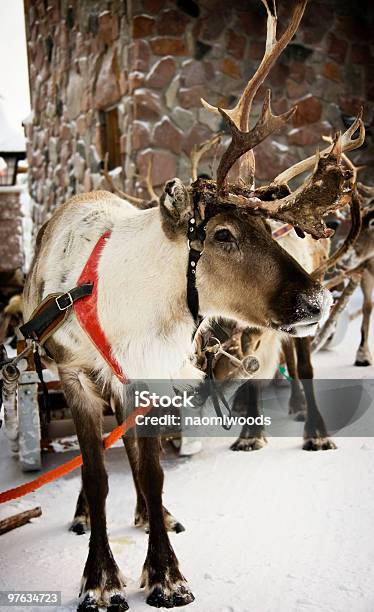 Reindeers - トナカイのストックフォトや画像を多数ご用意 - トナカイ, カラー画像, フィンランド