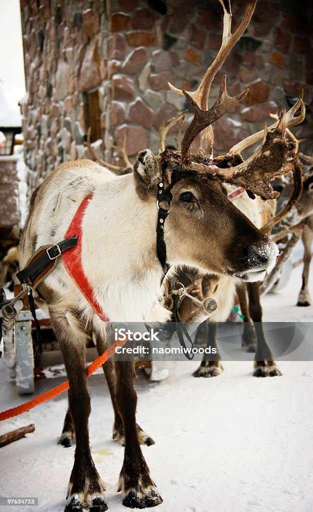 Reindeers - Foto de stock de Rena - Família do alce royalty-free